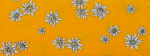 Edelweiss gelb